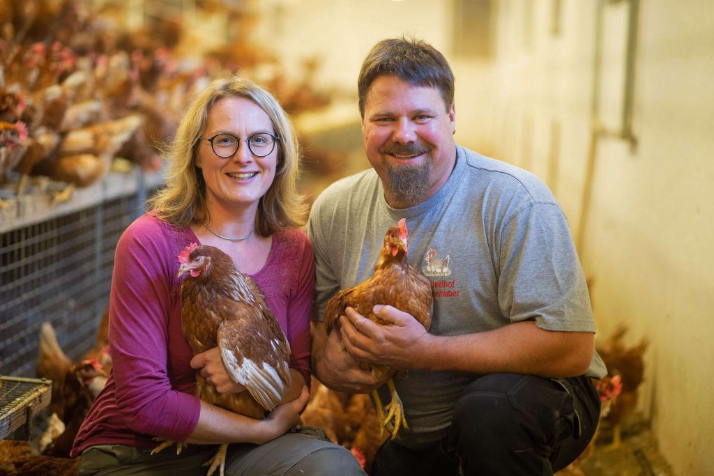 Gesunde Legehennen, die sich wohlfühlen