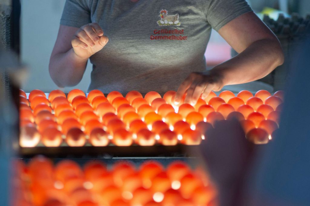 Eier in der Kontrollstelle