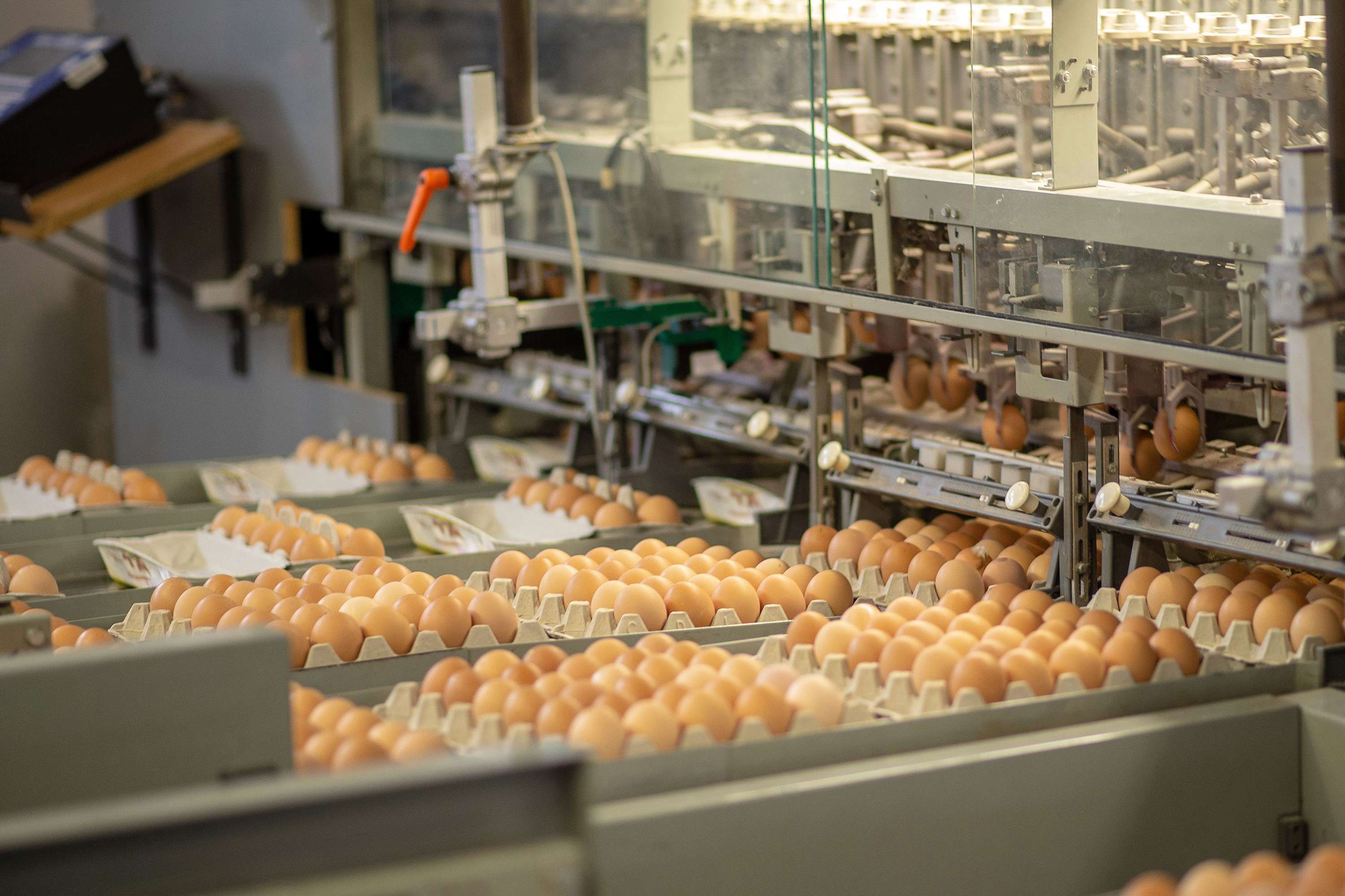 Hohe Qualitätsstandards für beste Eierqualität